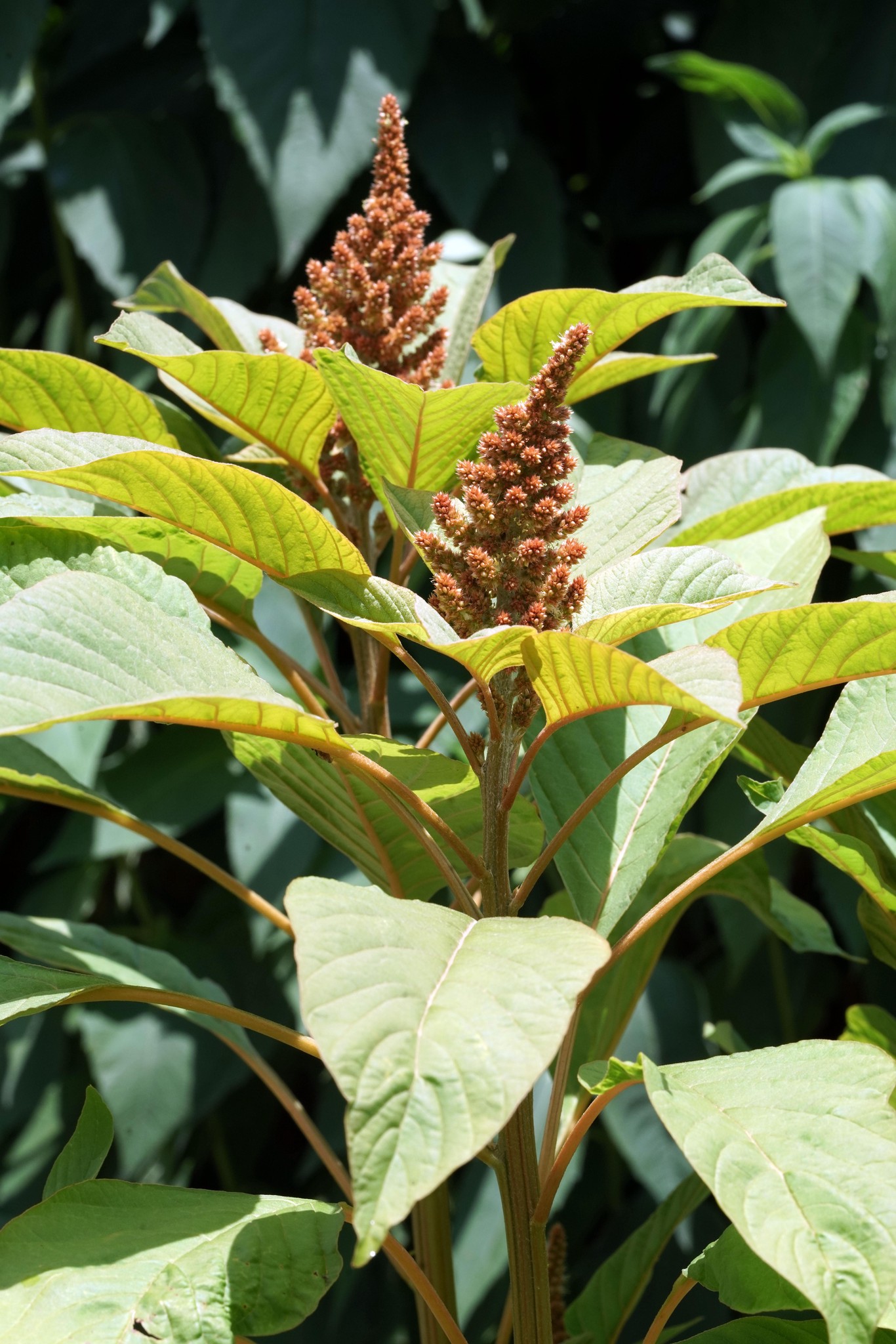 découvrez comment identifier les herbes blanches et apprenez leurs usages quotidiens pour enrichir votre bien-être et votre cuisine.