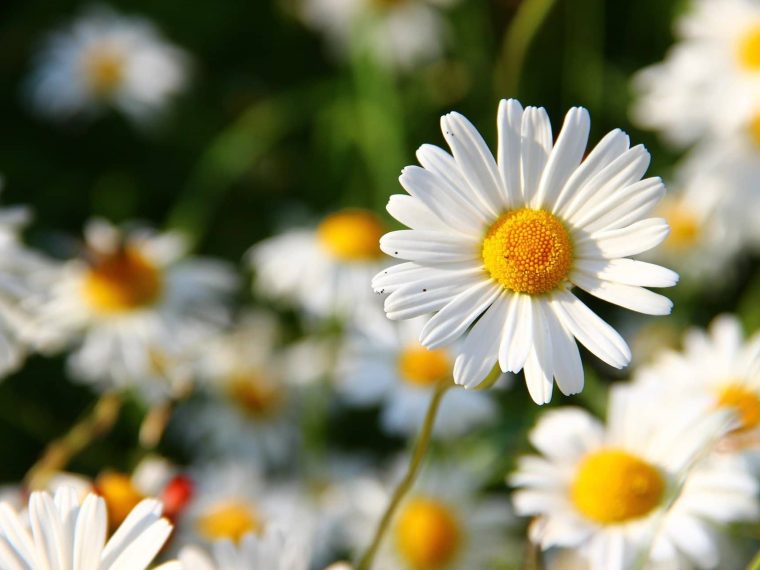 découvrez comment identifier les herbes blanches et apprendre leurs usages quotidiens pour profiter pleinement de leurs bienfaits naturels.