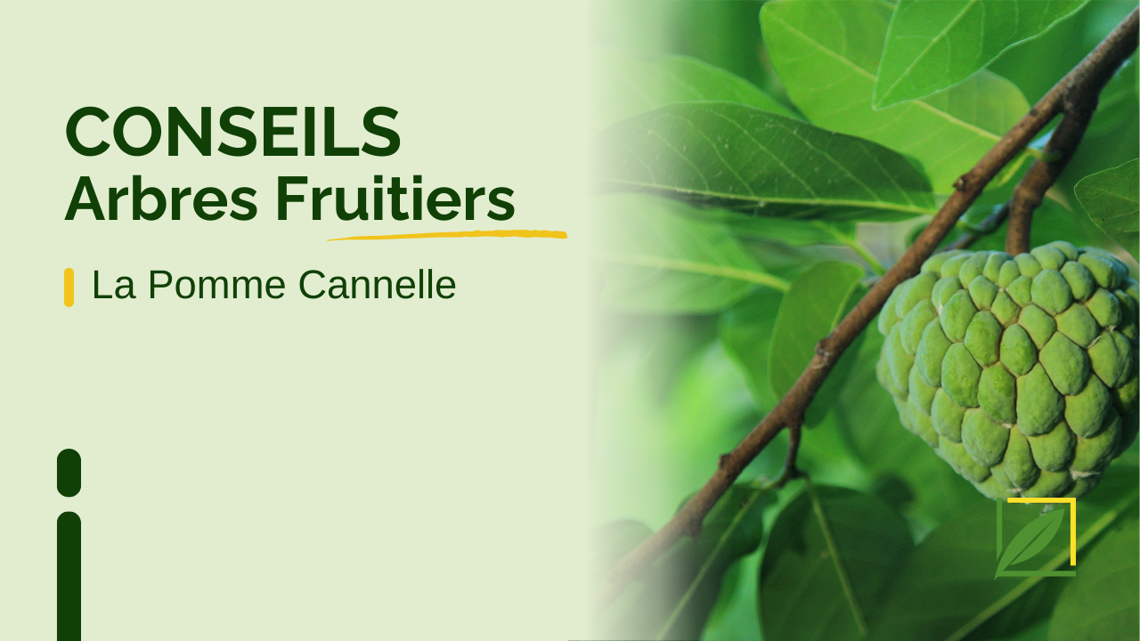 découvrez la pomme cannelle de guadeloupe, un fruit exotique aux saveurs uniques et riche en bienfaits pour la santé.